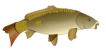 Carpe poisson